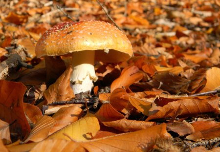 Mushroom - orange, forest, mushroom, nature