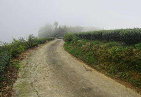 Misty road - misty, road, mountain, tea plantations