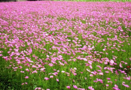 Fields of pink flowers - pretty, cosmos, beautiful, flower fields, pink