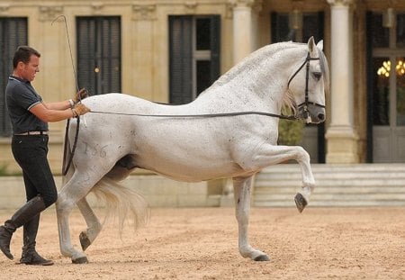 Andalusian Doing The Spanish Walk - spanish, grey, white, horses, spanish walk, andalusian