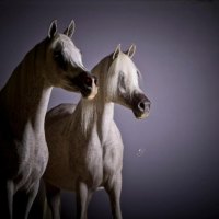 Arabians In The Shadows