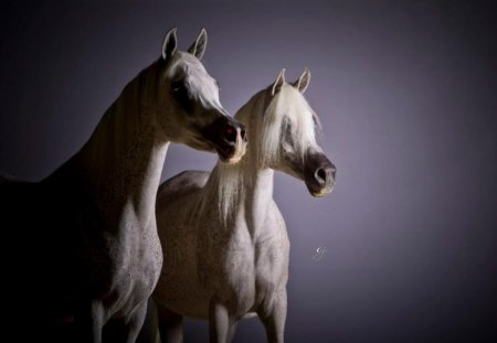 Arabians In The Shadows - oriental, arabian, grey, white, horses