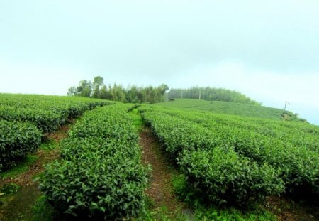 tea plantations - leaves, green, tea plantations, mountain