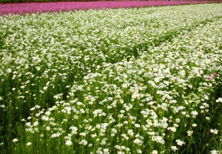 Beautiful fields of flowers. - fields of flowers, white, cosmos, beautiful, pink