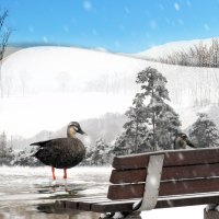 Cold Day on the Pond