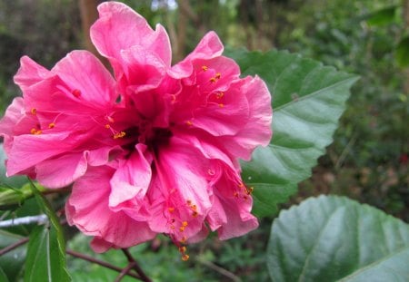 Beautiful hibiscus - lovely, beautiful, pretty, hibiscus