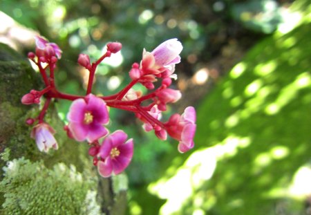 Delicate wildflowers - sunny, tree, wild flowers, delicate