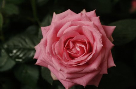 ✿Grace garden✿ - forever, beauty, lovely, flower, pink, gentle, precious, fresh, nature, grace, green, garden, rose, tender