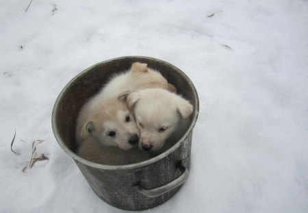 ♥Wow, it’s COLD!♥ - dogs, cold weather, forever, brothrhood, puppies, love, three, animals