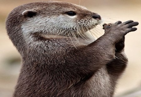 Otter - cute, otter, pray, funny