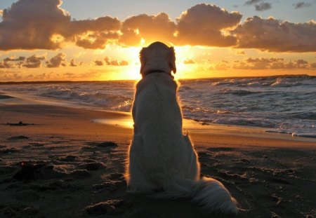 Dog In Sunset - pets, animals, dogs, sunset, nature, abstract