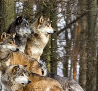 A Family Of Wolves