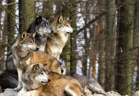 A Family Of Wolves - nature, wolf, dog, pack, animals, wildlife