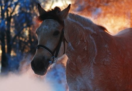 Horse - nature, horses, ponies, foal, filly, animals