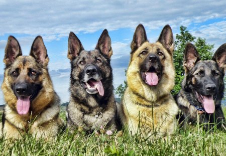 Pretty German Shepherds - wolf, fur, puppy, german shepherd, dogs, pets