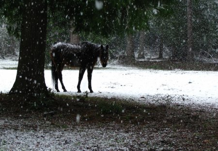 What Ya Doin'? - winter, livestock, snow, horse, tree, christmas, pet, holiday, frost, animals