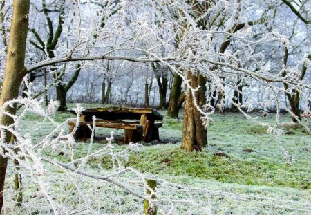 Bench for rest - beautiful, frozen, relax, rest, lonely, frost, bench, nice, lovely, trees, nature, park, snow, cold