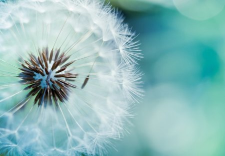 Dandelion - dandelion, seeds, nature, plant