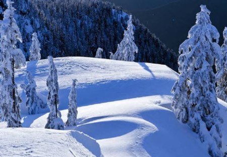 Winter In The Woods - snow, winter, forest, nature