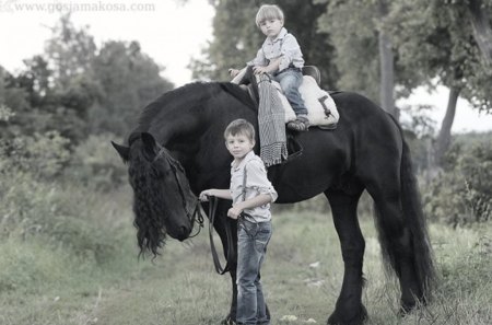 Teen Team - horses, holland, dutch, friesian, black