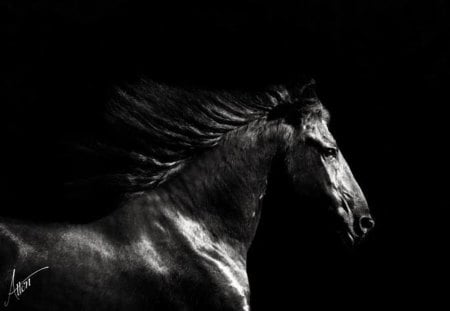 Friesian Black & White - horses, holland, dutch, friesian, black