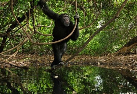 senegal chimp - primate, monkey, animal, trees