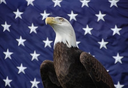 The American Bald Eagle  - july, stars, bald, american, of, white, forth, eagle, red, blue, usa