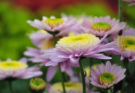 purple shrysantemum - flowers, garden, purple, nature