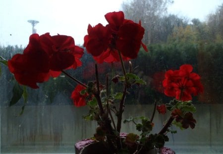 on the window - flowers, window, red, home