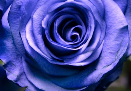 Blue Rose - flower, nature, rose, macro