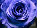 Blue Rose