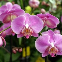 pink orchids