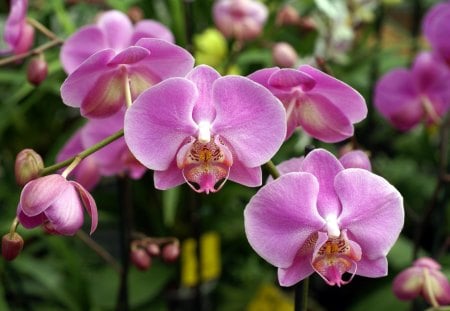 pink orchids - flower, orchids, pink, nature