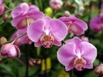 pink orchids