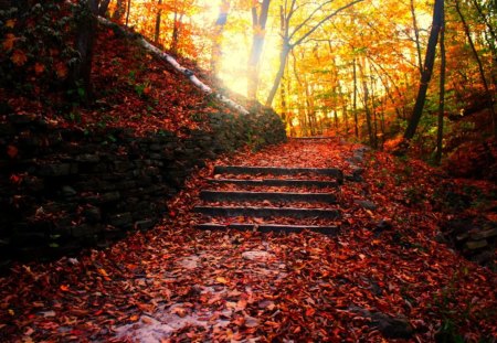 Autumn's Beauty - leaves, steps, autumn, trees