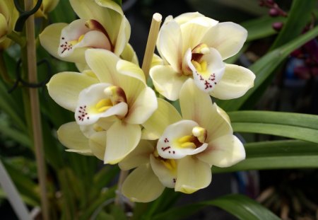 light yellow - flowers, orchid, yellow, nature