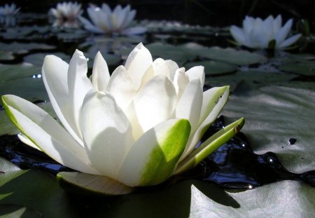 white waterlily - flowers, nature, water, lily