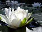 white waterlily