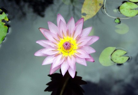 mid yellow waterlily - flowers, purple, nature, waterlily