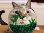 fish bowl cat