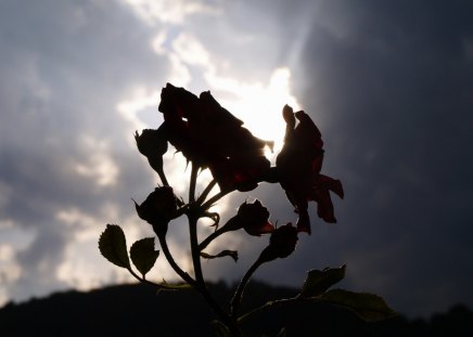 Tramonti a Brosso - rose, nel, 1, tramonto