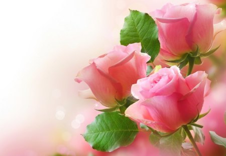 BRIDESMAIDS - roses, pink, beautiful, blooms, gifts, misty