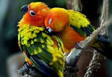 BACK MASSAGE - parakeets, tropical, friendship, exotic, lorikeets, colourful