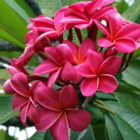 BRIGHT PLUMERIA