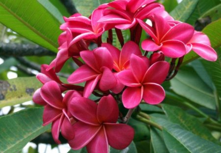 BRIGHT PLUMERIA - blooms, plumeria, gardens, shrubs, pink, leaves