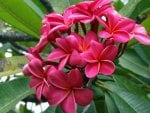 BRIGHT PLUMERIA