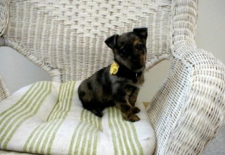 MY VERY OWN CHAIR - pets, wicker, white, dogs, babies, puppies, furniture, interior