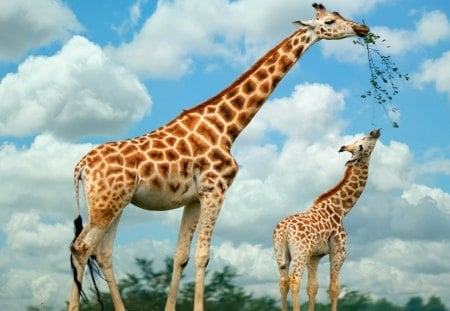 FEEDING THE BABY - clouds, moms and kids, giraffe, africa, food, sky, wildlife