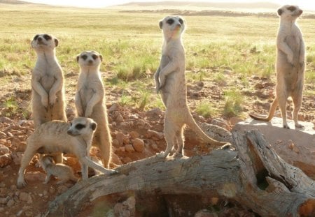 the meerkats (BBC movie poster) - animal, desert, bbc, harsh environment, movie poster, meerkat