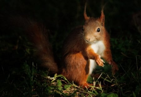 LITTLE NIGHT BROWSER - night time, forests, rodents, foraging, woodland creatures, wildlife